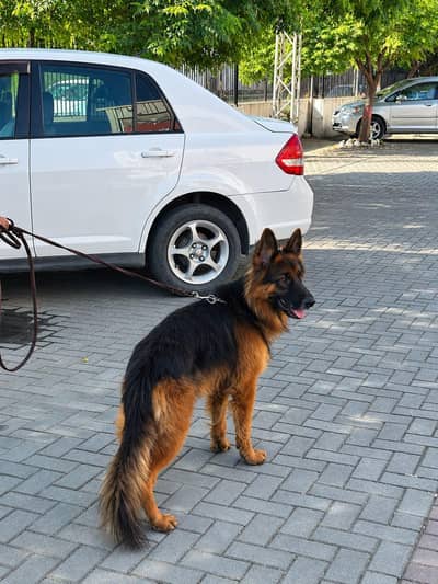 Long coat German shepherd male