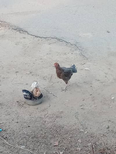 mianwali and Sindhi aseel cross murghi with 3 chicks