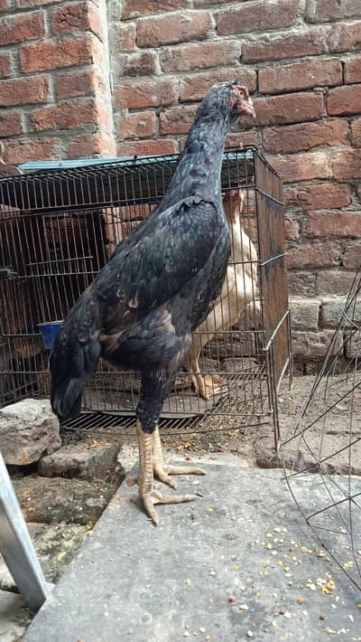 shamo sprit female
