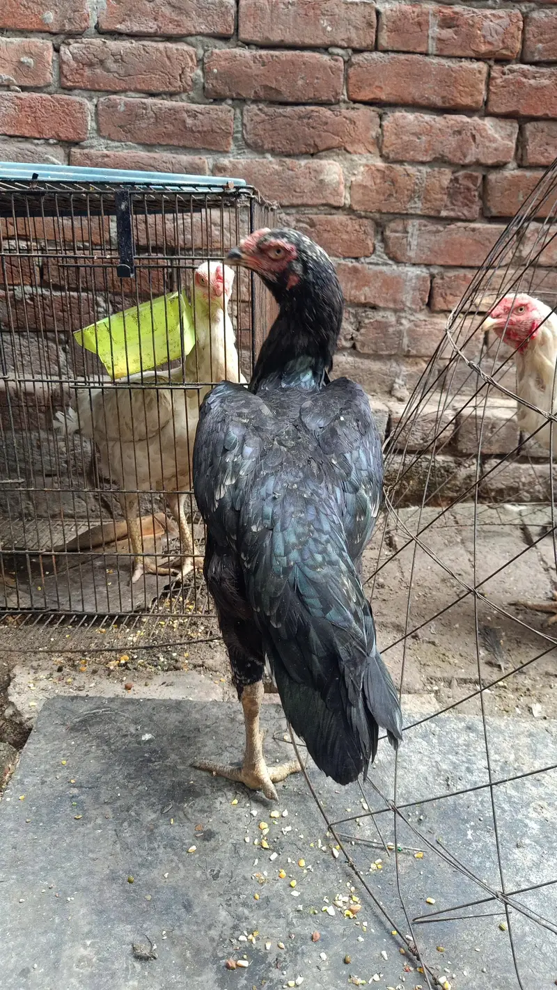 shamo sprit female — photo 2