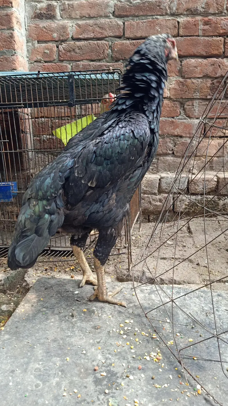 shamo sprit female — photo 4
