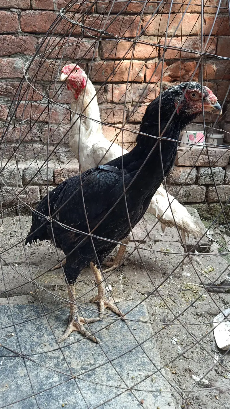 shamo sprit female — photo 5