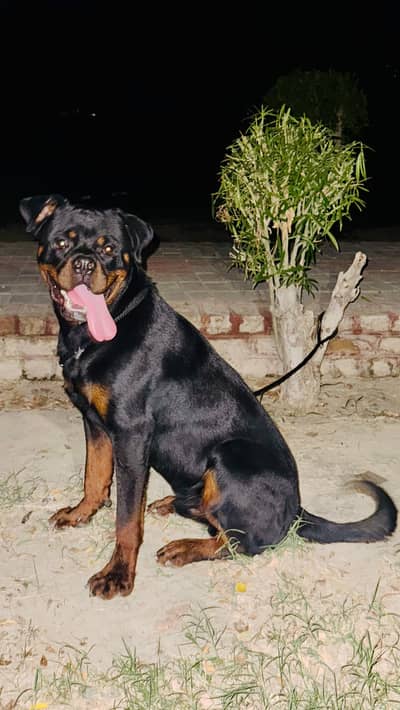 Serbian rottweiler available