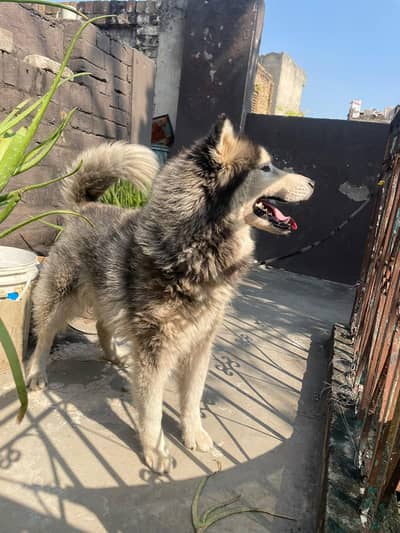 Siberian Hasky female.