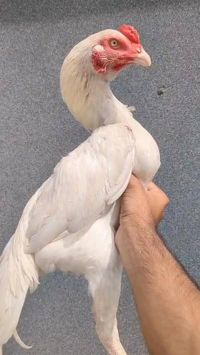 heera hen
