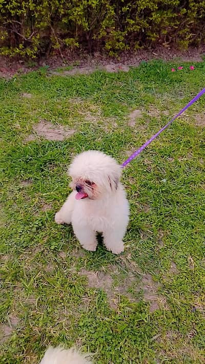 beautiful white shitzu