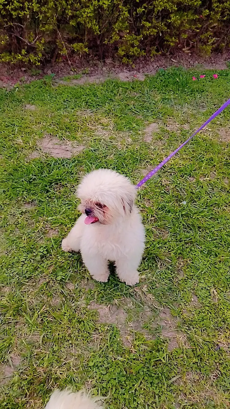 beautiful white shitzu — photo 2