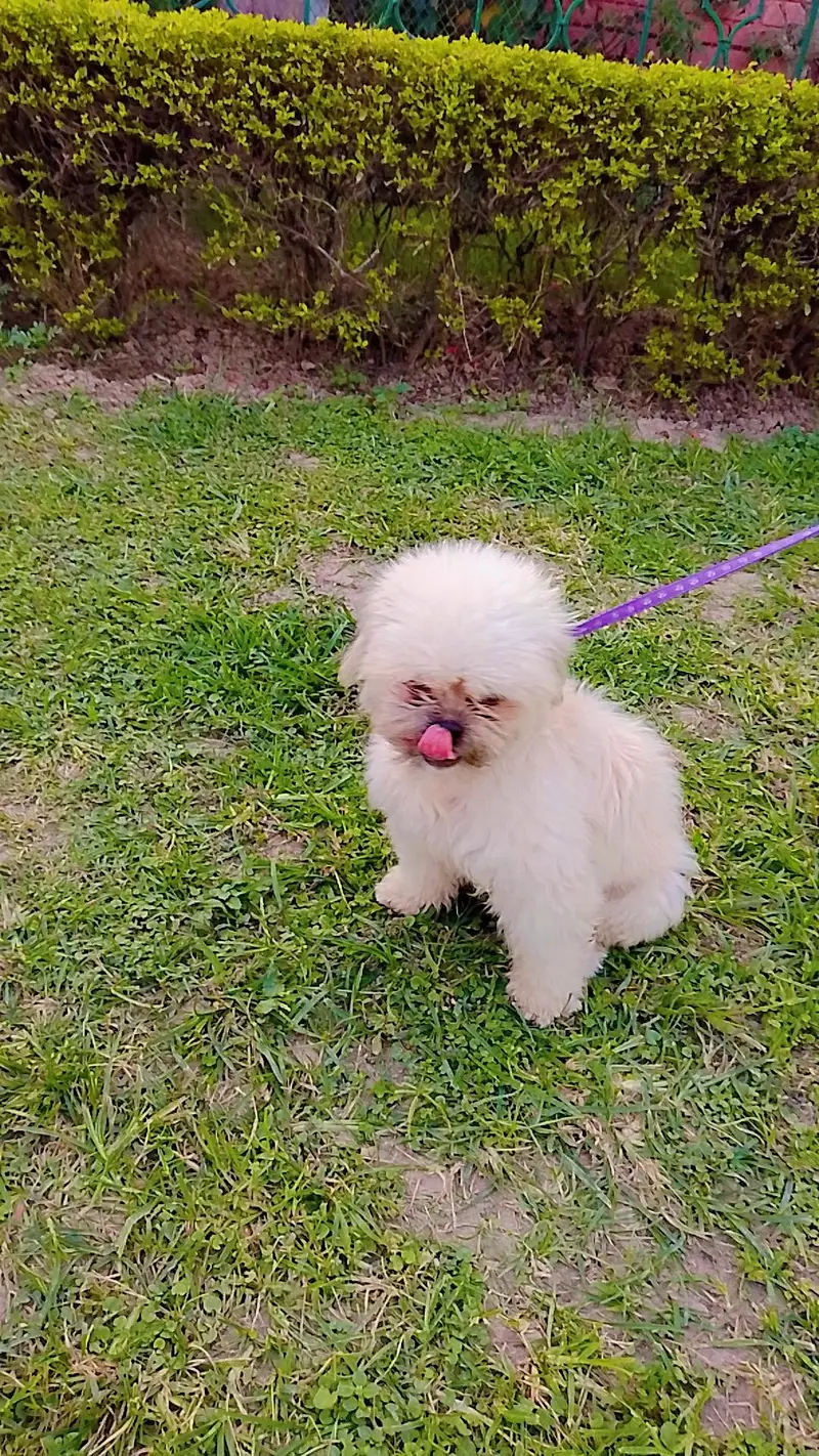 beautiful white shitzu — photo 6