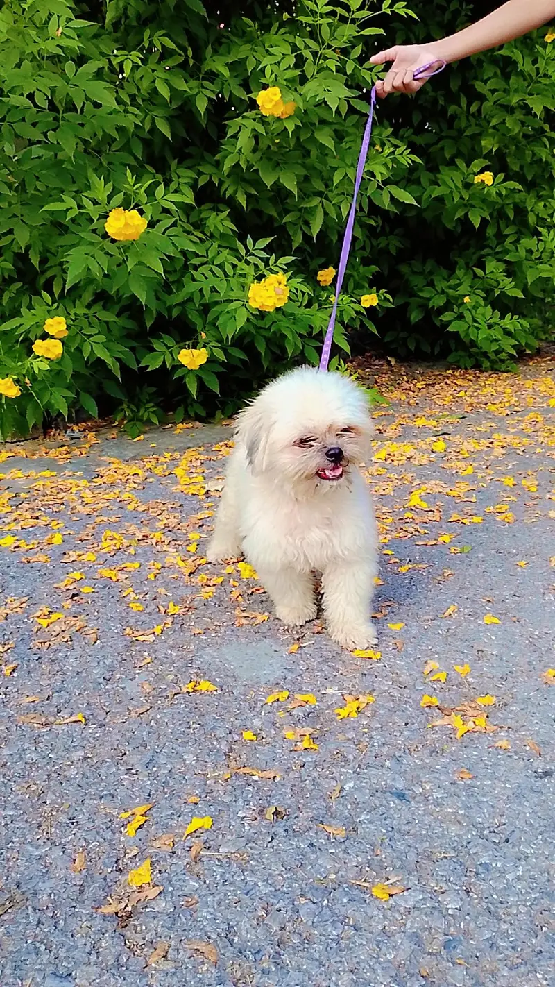 beautiful white shitzu — photo 7