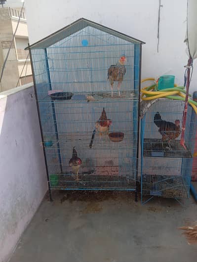 4 hens 1 rooster and cage for urgent sale