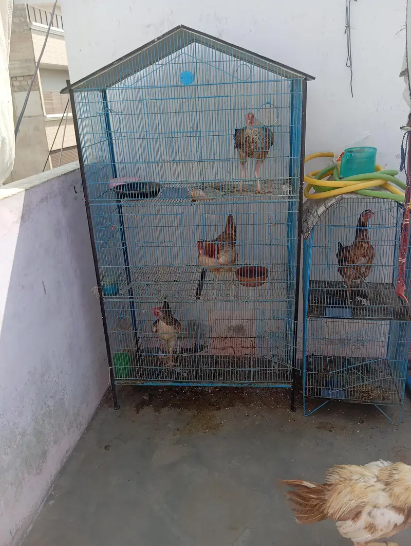 4 hens 1 rooster and cage for urgent sale — photo 2