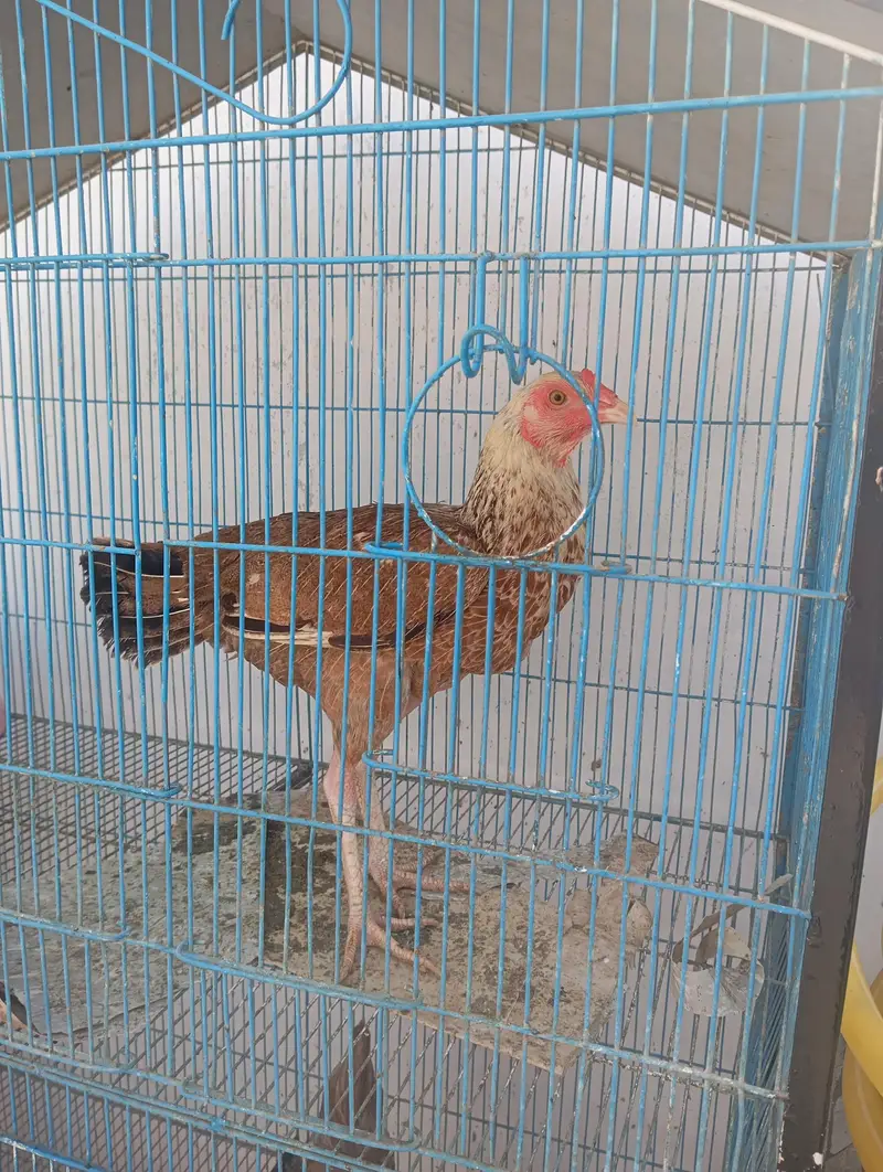 4 hens 1 rooster and cage for urgent sale — photo 3