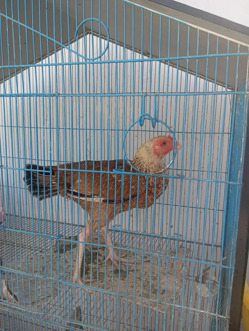 4 hens 1 rooster and cage for urgent sale — photo 4