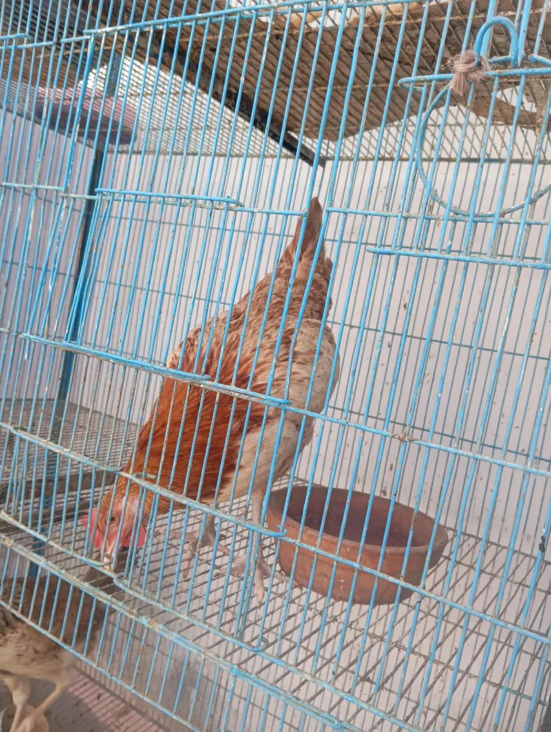 4 hens 1 rooster and cage for urgent sale — photo 5