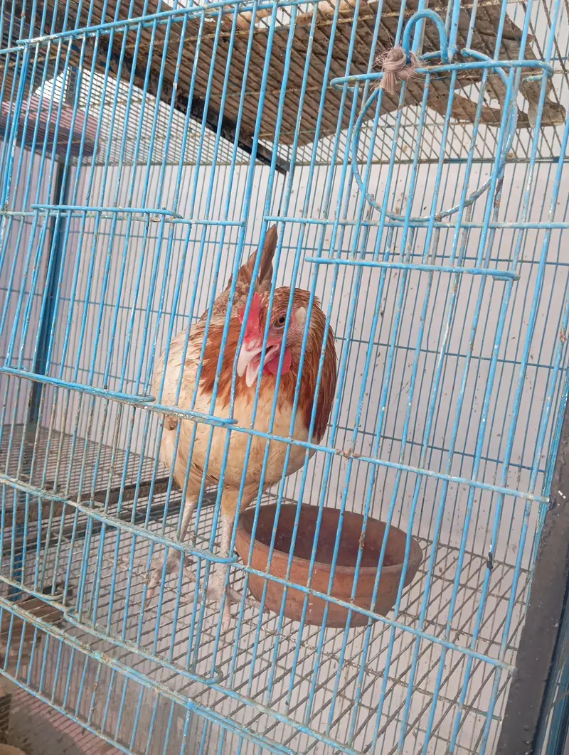 4 hens 1 rooster and cage for urgent sale — photo 6