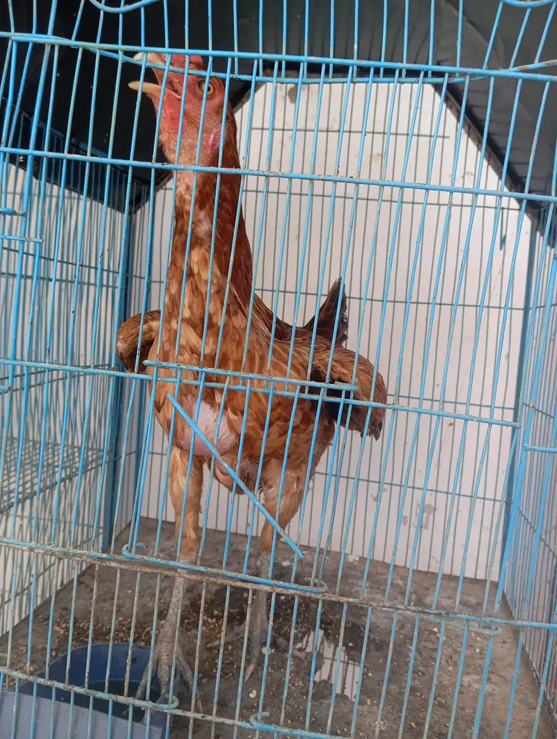 4 hens 1 rooster and cage for urgent sale — photo 7