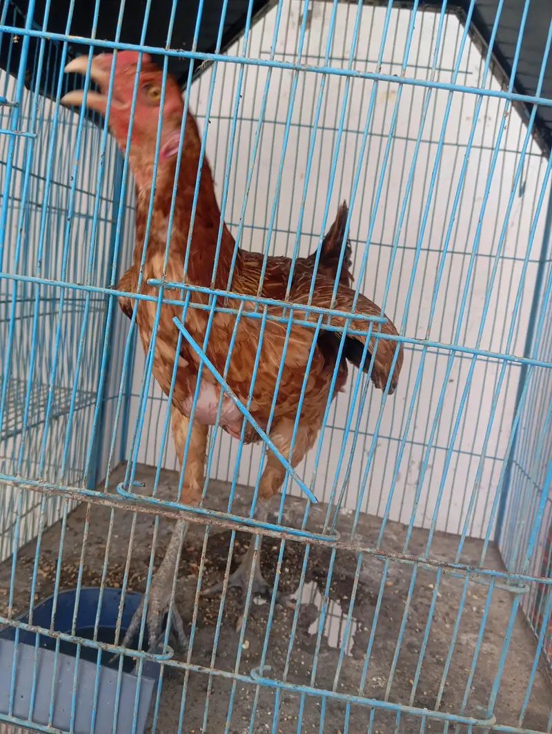 4 hens 1 rooster and cage for urgent sale — photo 8