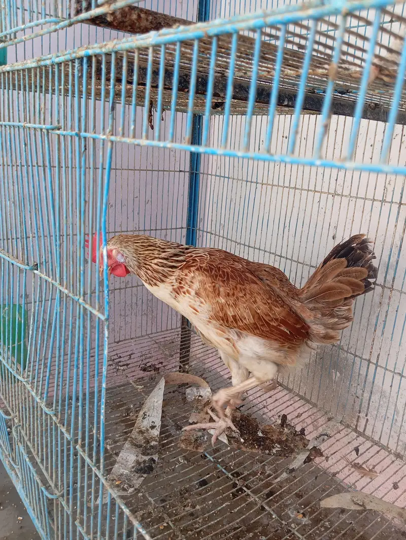 4 hens 1 rooster and cage for urgent sale — photo 9