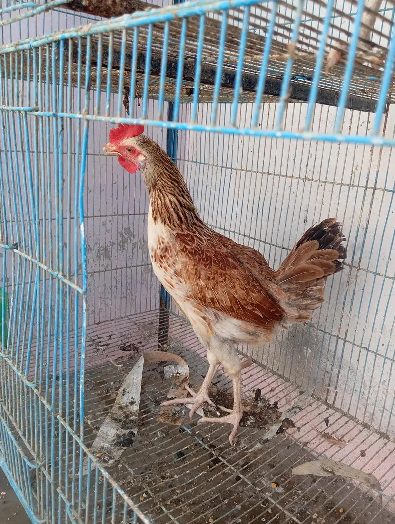4 hens 1 rooster and cage for urgent sale — photo 10