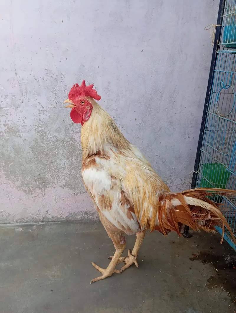4 hens 1 rooster and cage for urgent sale — photo 11