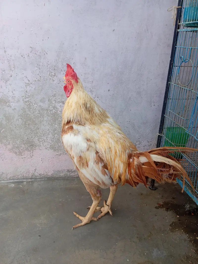 4 hens 1 rooster and cage for urgent sale — photo 12