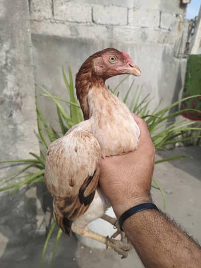 Aseel lakhi pathi or sale.