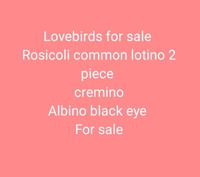 lovebirds for sale