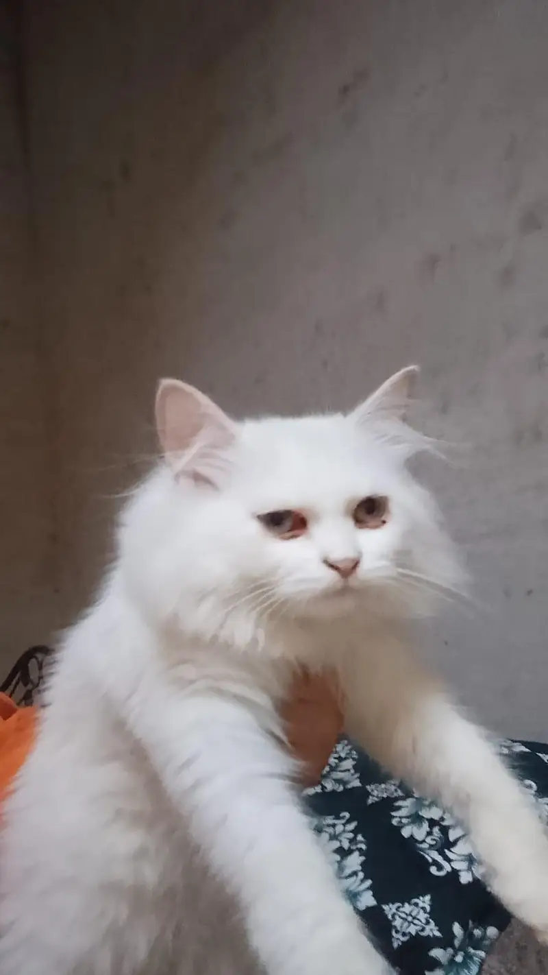 cat for sale — photo 2