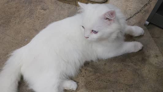 cats lovers