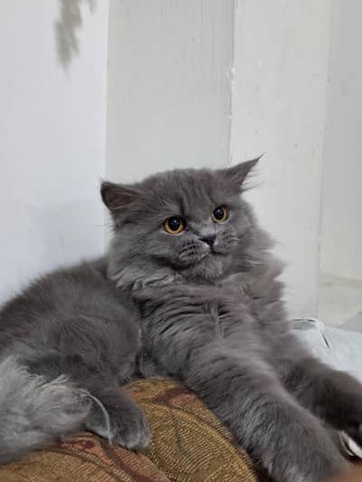 Beautiful fluffy grey cat for sale