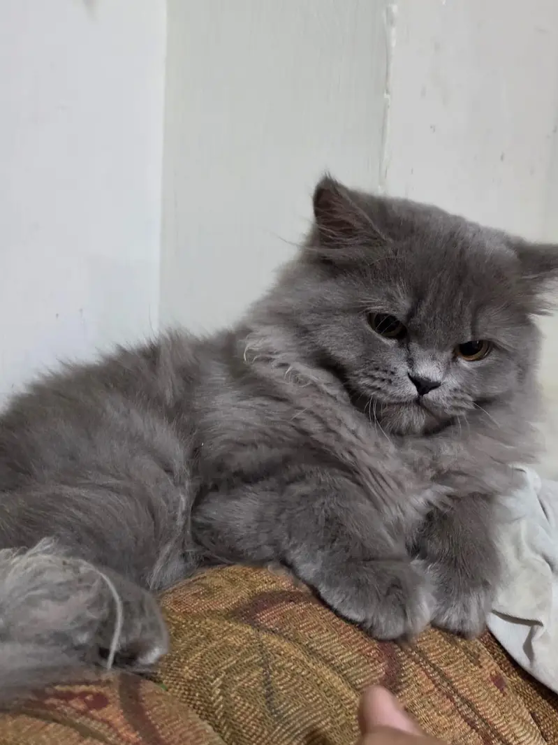 Beautiful fluffy grey cat for sale — photo 2
