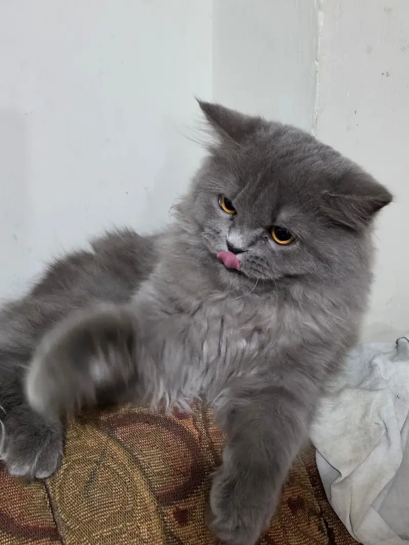 Beautiful fluffy grey cat for sale — photo 3