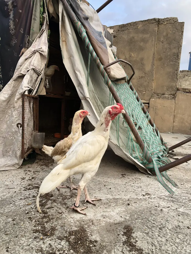 Top quality heera aseel for sale — photo 2