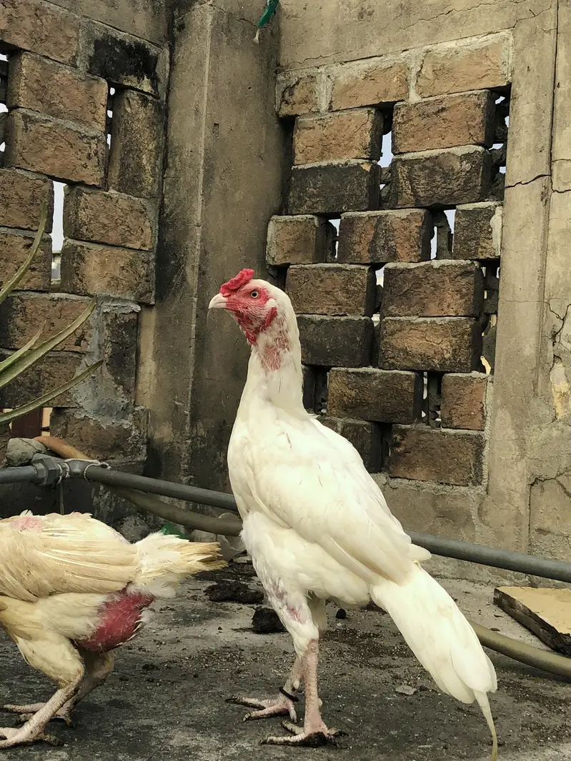 Top quality heera aseel for sale — photo 3