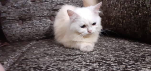 white male kitten