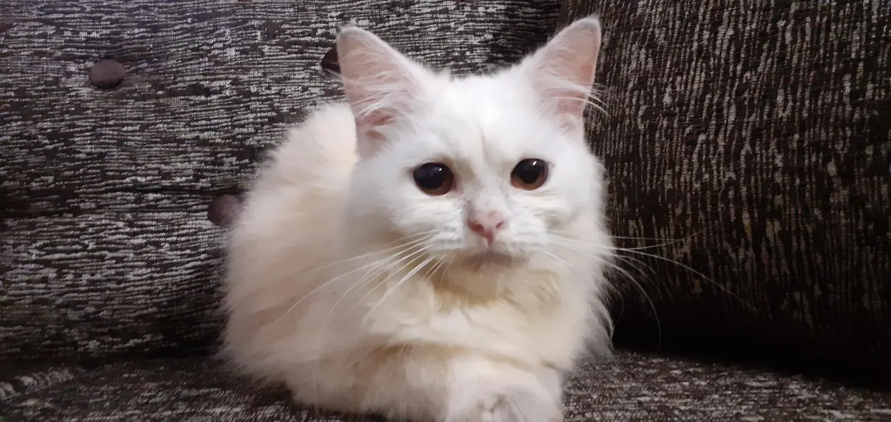 white male kitten — photo 2