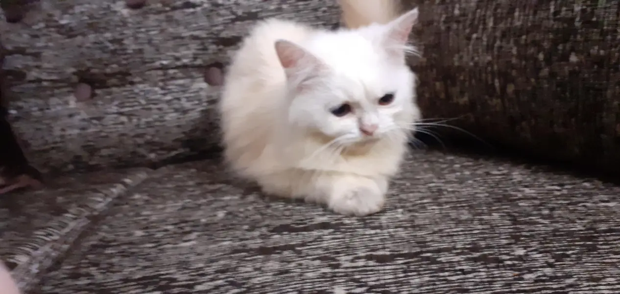 white male kitten — photo 3