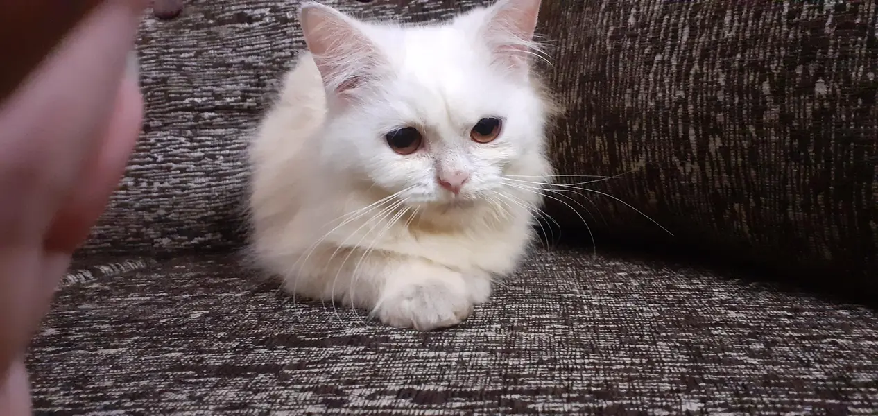 white male kitten — photo 4