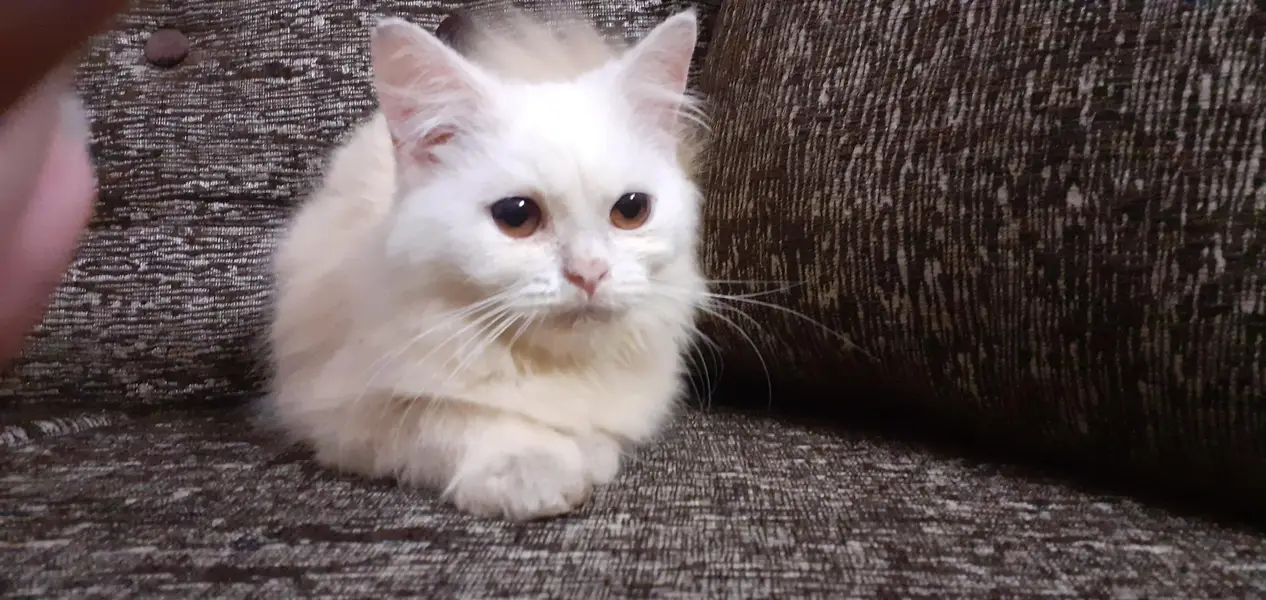 white male kitten — photo 5