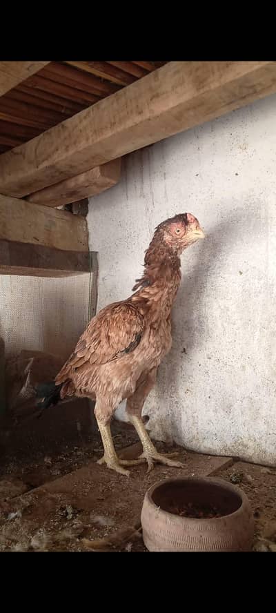merathi male or amrohe madi for sale