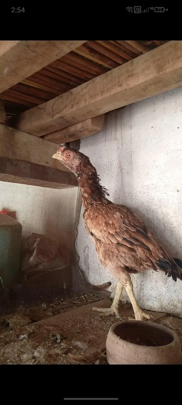 merathi male or amrohe madi for sale — photo 2