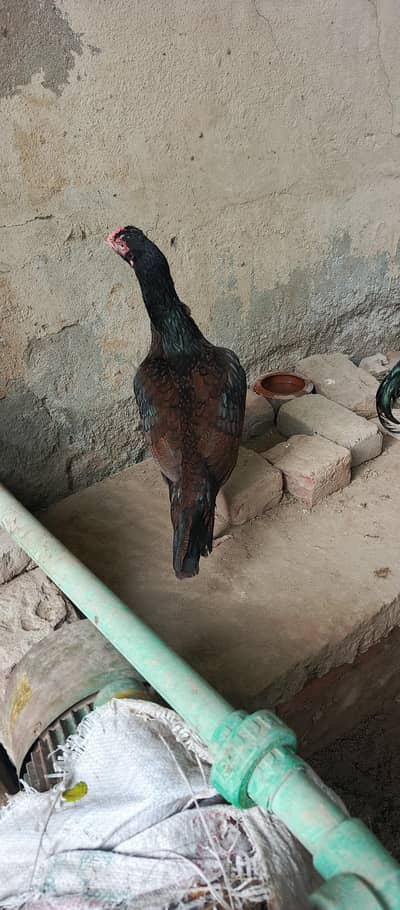 hen for sale