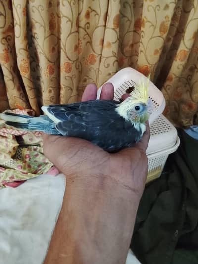 hand taim cocktail chick 03065482407