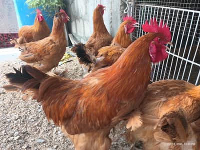 Young Adults Egg Laying Golden Buff & White Buff Available for sells