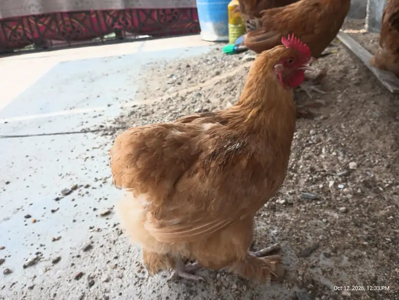 Young Adults Egg Laying Golden Buff & White Buff Available for sells — photo 2