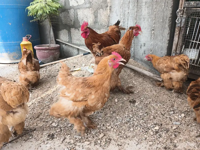 Young Adults Egg Laying Golden Buff & White Buff Available for sells — photo 4