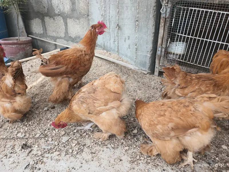 Young Adults Egg Laying Golden Buff & White Buff Available for sells — photo 7