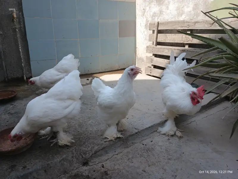 Young Adults Egg Laying Golden Buff & White Buff Available for sells — photo 8