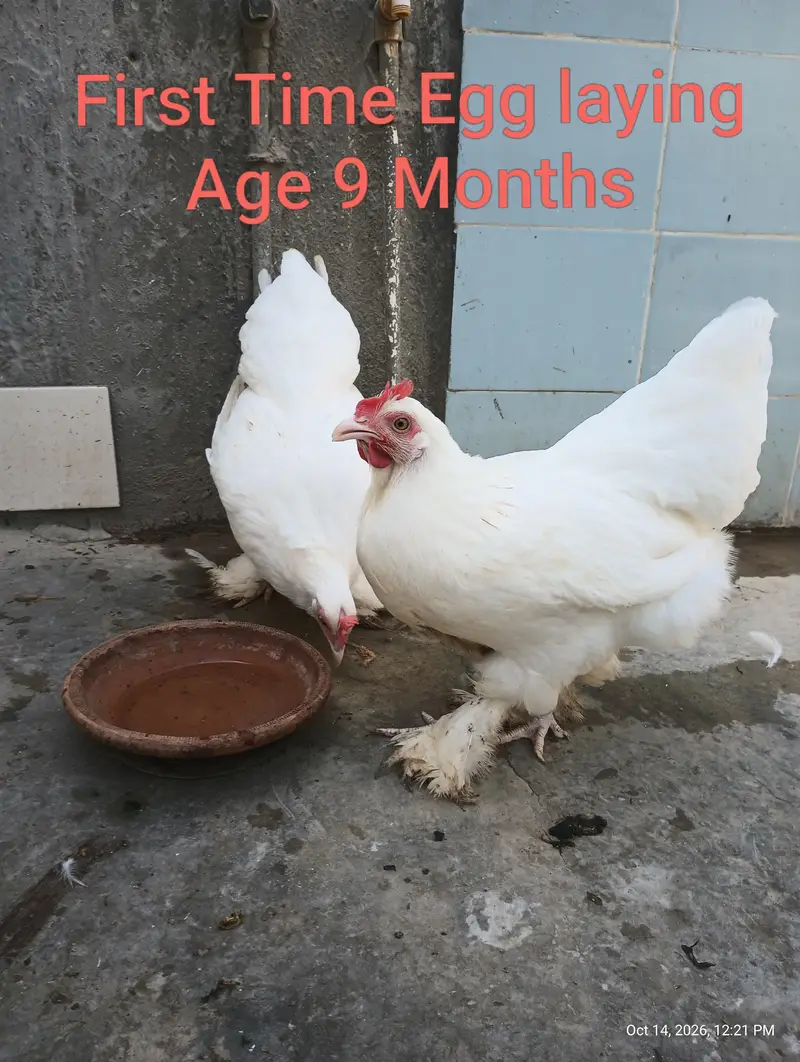 Young Adults Egg Laying Golden Buff & White Buff Available for sells — photo 9
