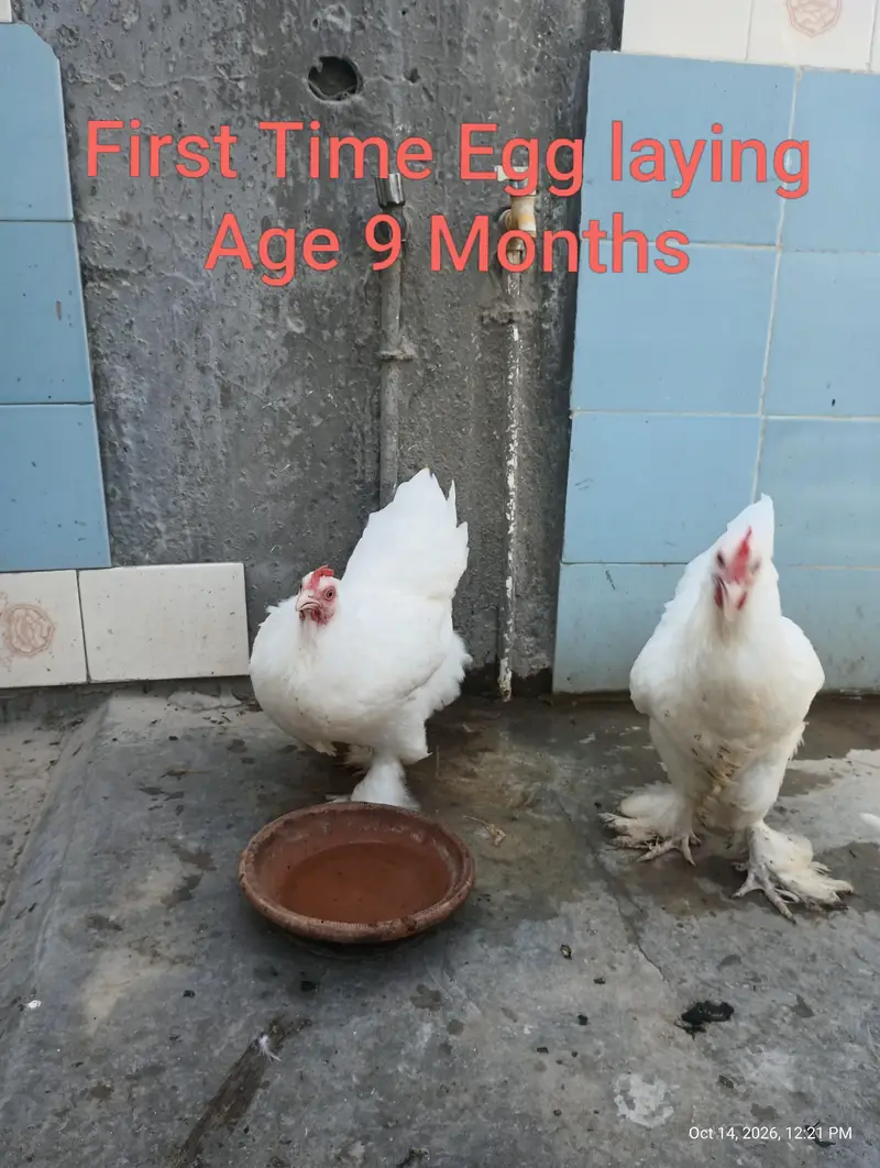 Young Adults Egg Laying Golden Buff & White Buff Available for sells — photo 10